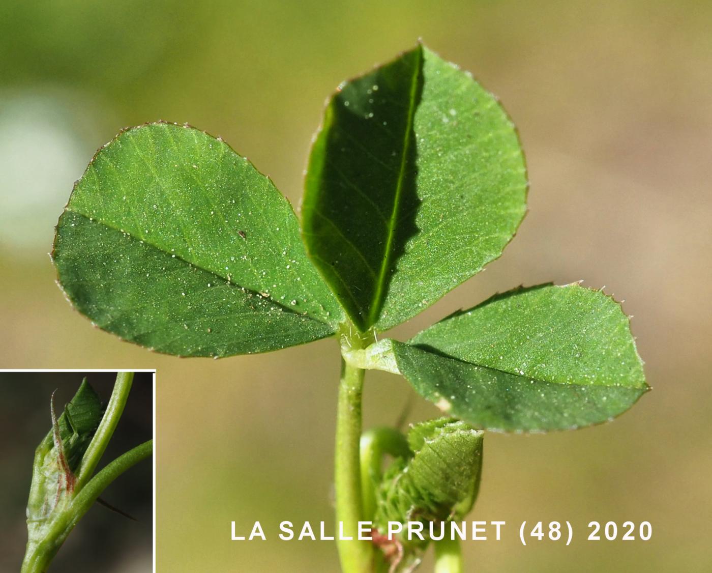 Clover, Small White leaf